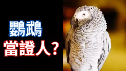 密歇根鹦鹉谋杀案证人