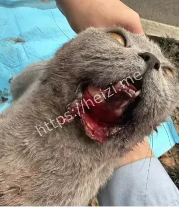 芙蓉山被压死的猫