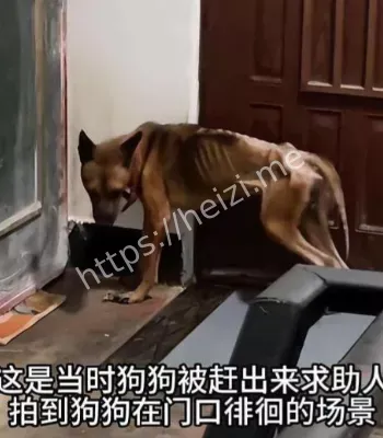 忠犬守候