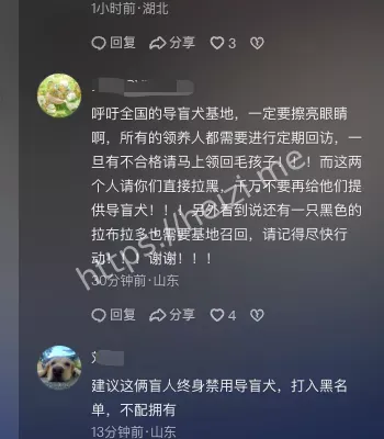 盲人导盲犬雨夜爬泰山