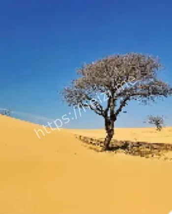 撒哈拉特内雷之树