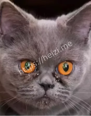 6岁男孩连续摔死奶猫