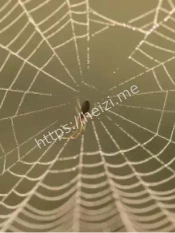 埃斯佩兰萨蜘蛛迁徙