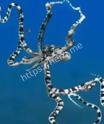 模仿狮子鱼海蛇方法