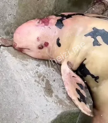 天津海边海豚搁浅