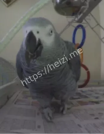 鹦鹉复述争吵破案铁证