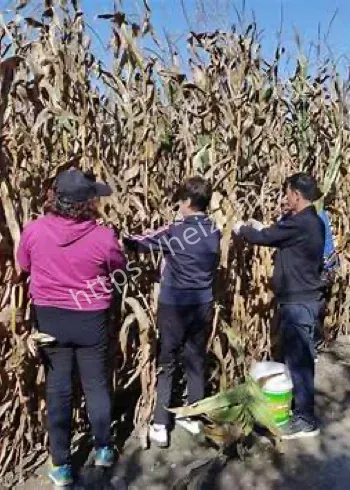 大学生国庆掰玉米