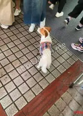 清远高岗服务区小狗走失