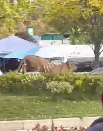 马戏团狮子出逃