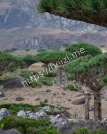 龙血树鲜红树脂药用传说