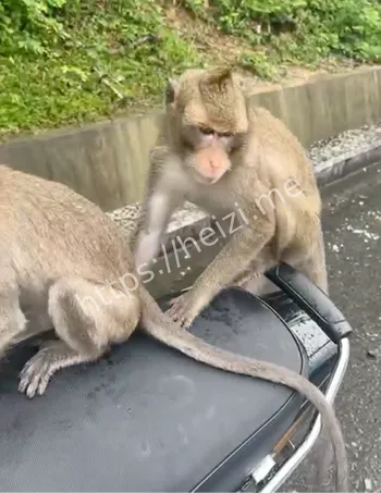 猴子山和谐共处游客指南