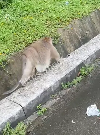 国庆节猴子山游客冲突事件