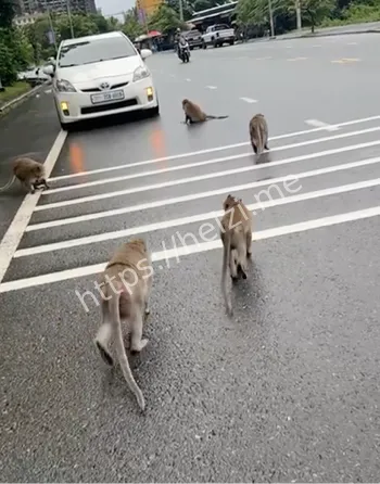 猴子山和谐共处游客指南