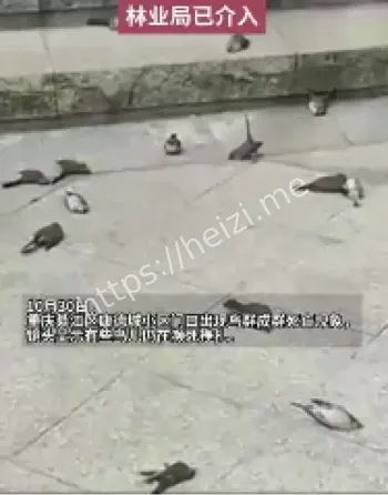 红胁绣眼鸟撞击北京大厦玻璃死亡