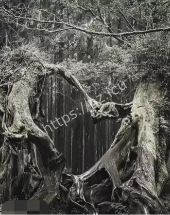 霍亚巴丘森林UFO