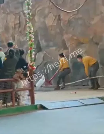 抢胡萝卜咬伤驯养员