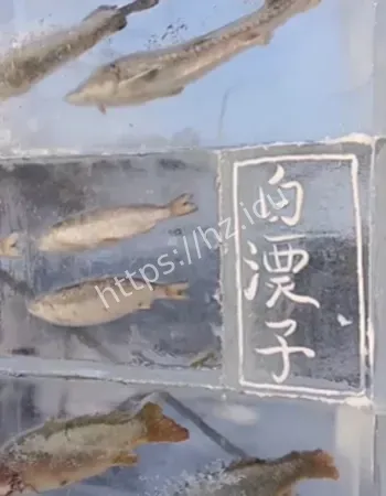 现3米高冰封鱼墙