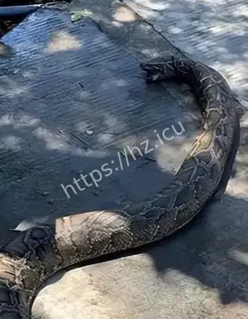 前世是蛇王转世